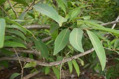 Syzygium heyneanum